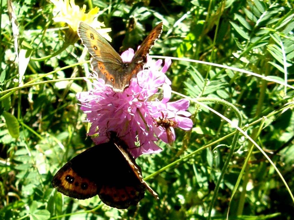 Farfalle su fiore di Scabiosa