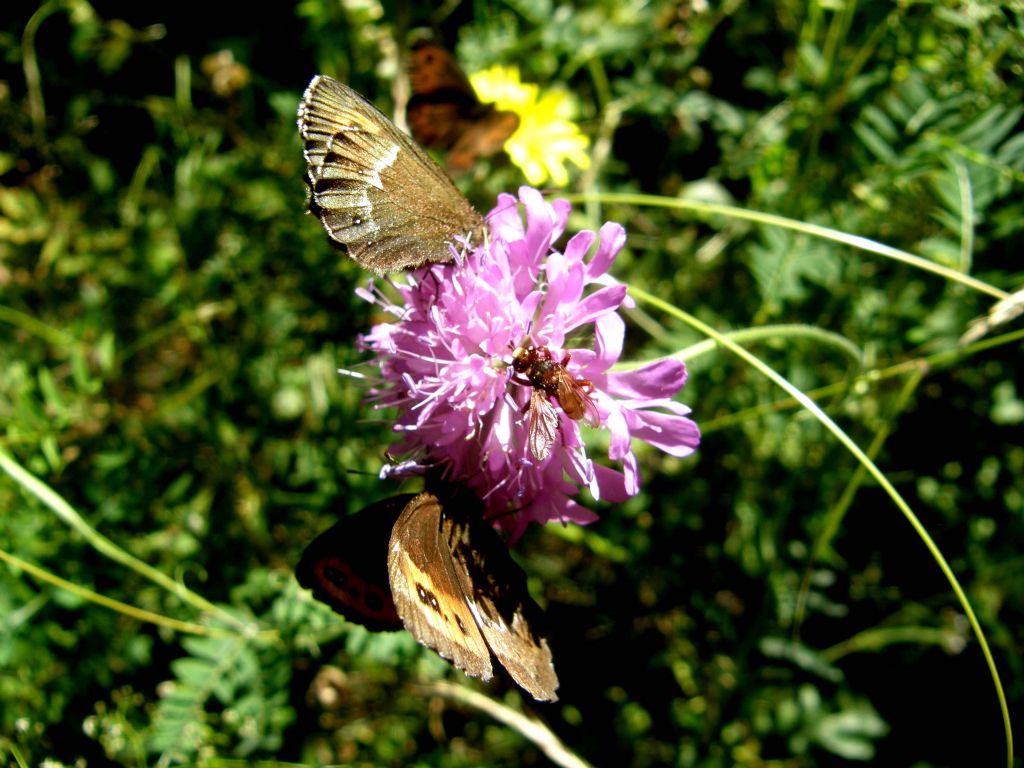 Farfalle su fiore di Scabiosa