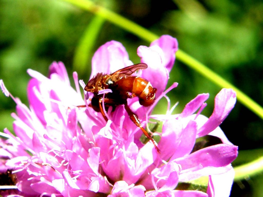 Su un fiore di Scabiosa