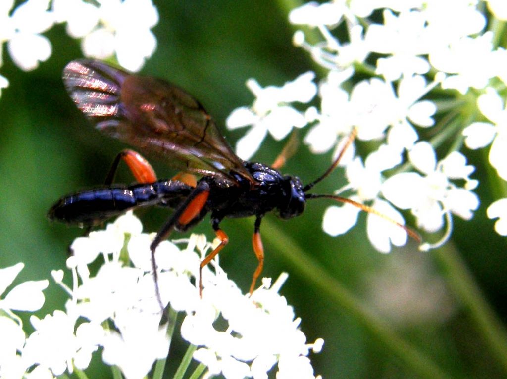 Phaenolobus terebrator (Ichneumonidae, Acaenitinae)