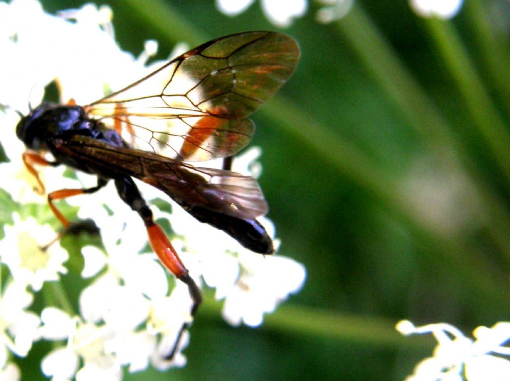 Phaenolobus terebrator (Ichneumonidae, Acaenitinae)