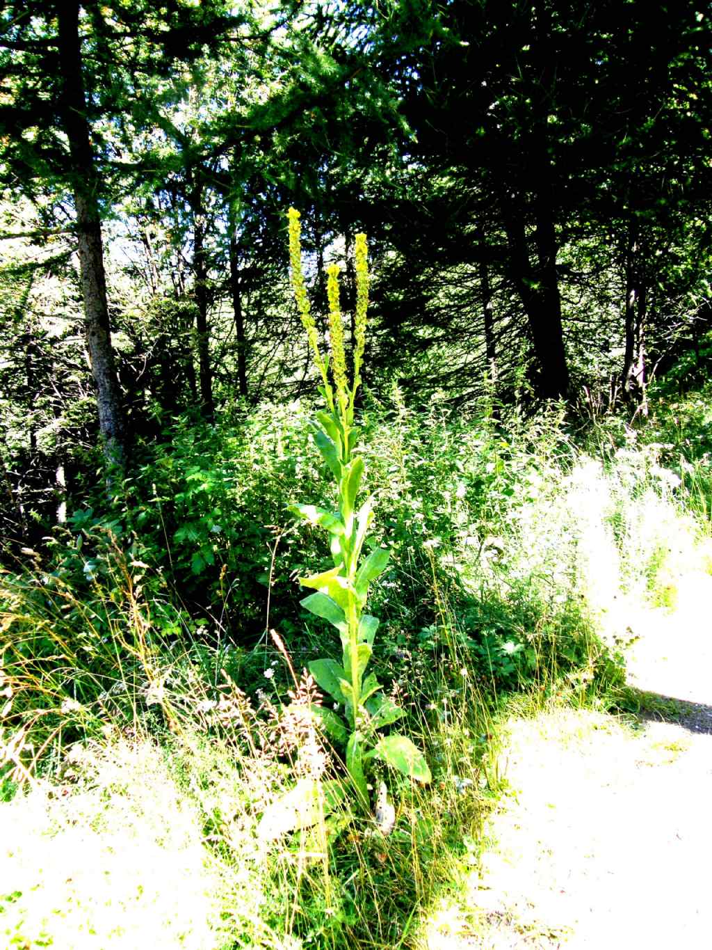 Verbascum cfr. thapsus (Lamiales - Scrophulariaceae)