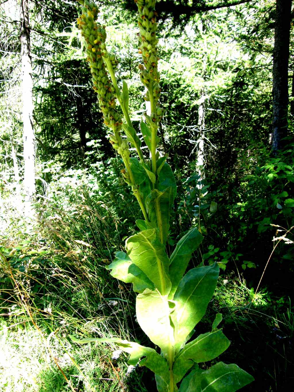 Verbascum cfr. thapsus (Lamiales - Scrophulariaceae)