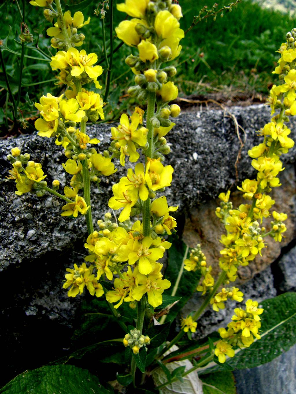 Verbascum cfr. lychnitis (Lamiales - Scrophulariaceae)