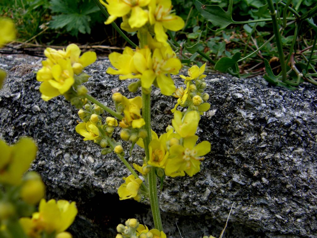 Verbascum cfr. lychnitis (Lamiales - Scrophulariaceae)