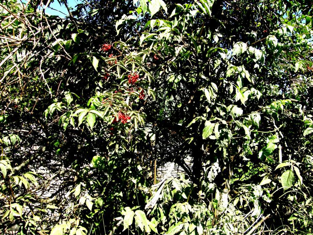 Bacche rosse - Sambucus racemosa