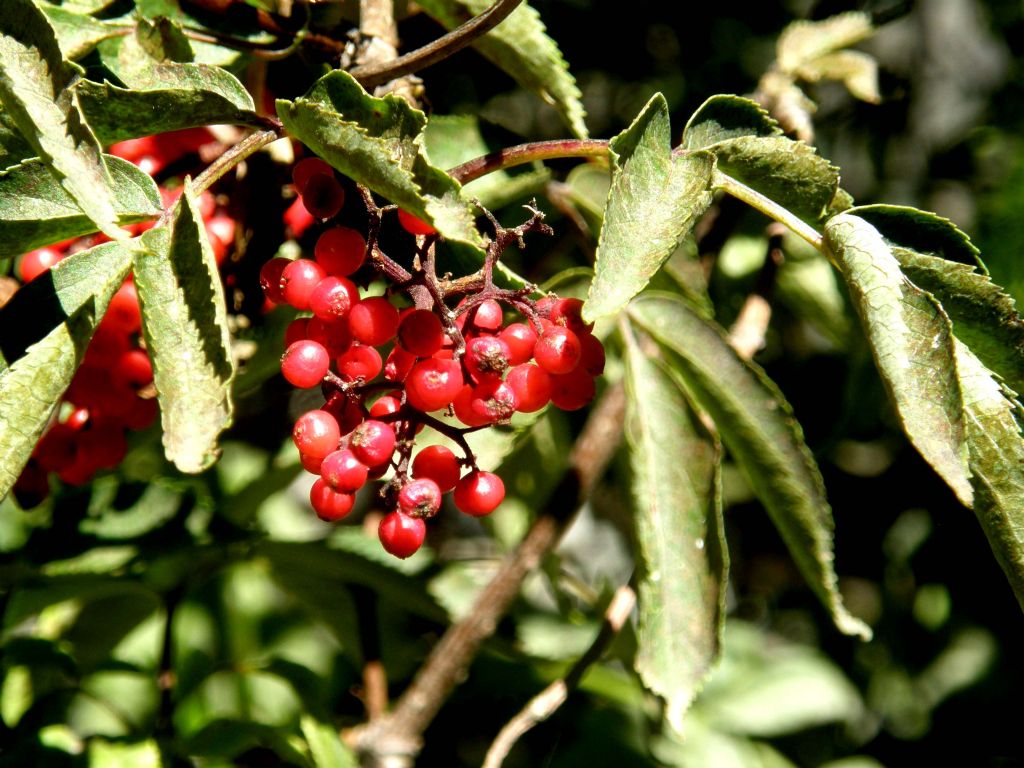 Bacche rosse - Sambucus racemosa