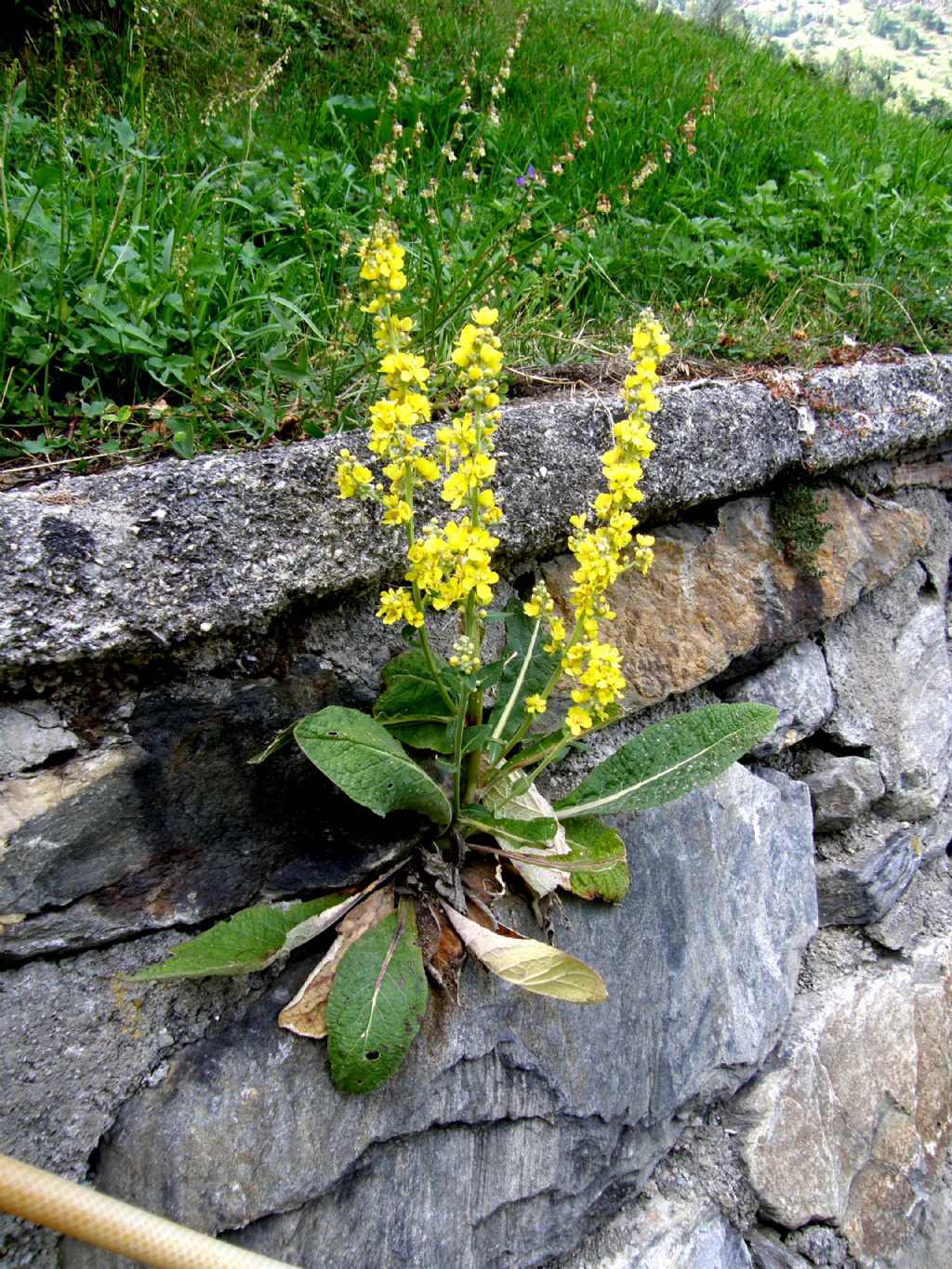 Verbascum cfr. lychnitis (Lamiales - Scrophulariaceae)