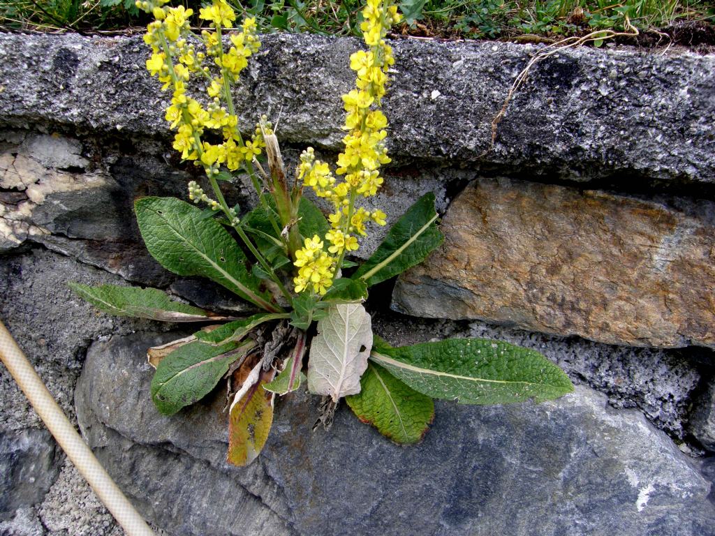 Verbascum cfr. lychnitis (Lamiales - Scrophulariaceae)