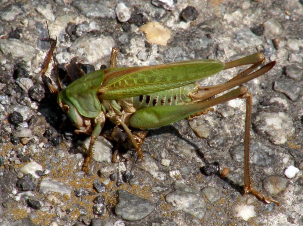 Cavalletta da identificare - Decticus verrucivorus