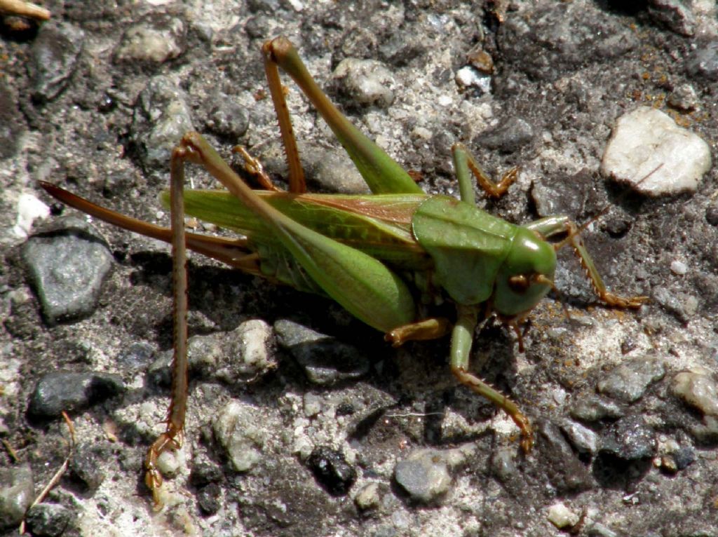 Cavalletta da identificare - Decticus verrucivorus