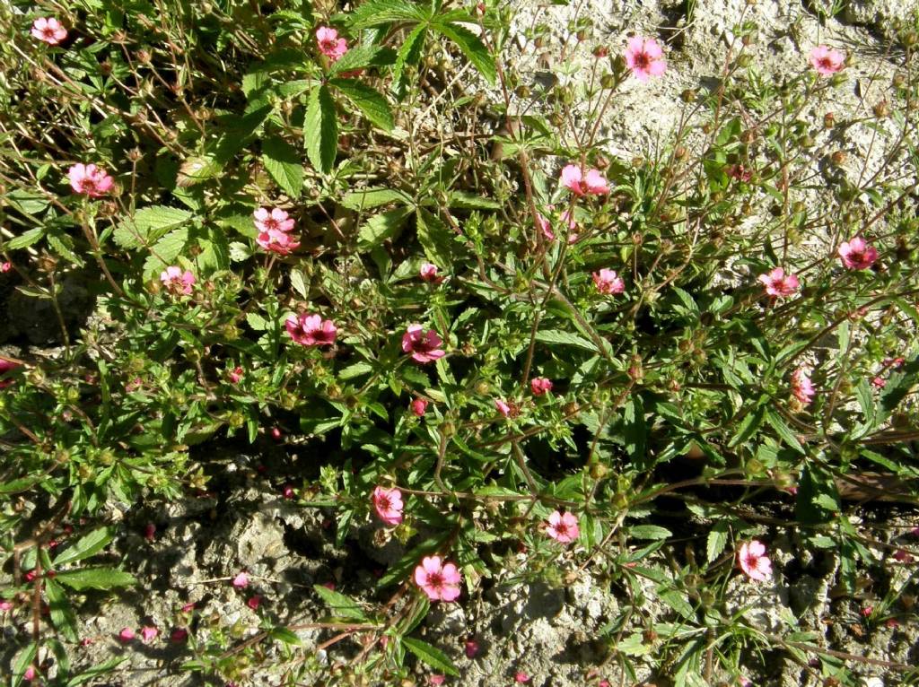 Fiore rosa-violetto a 5 petali - Potentilla cfr. nepalensis