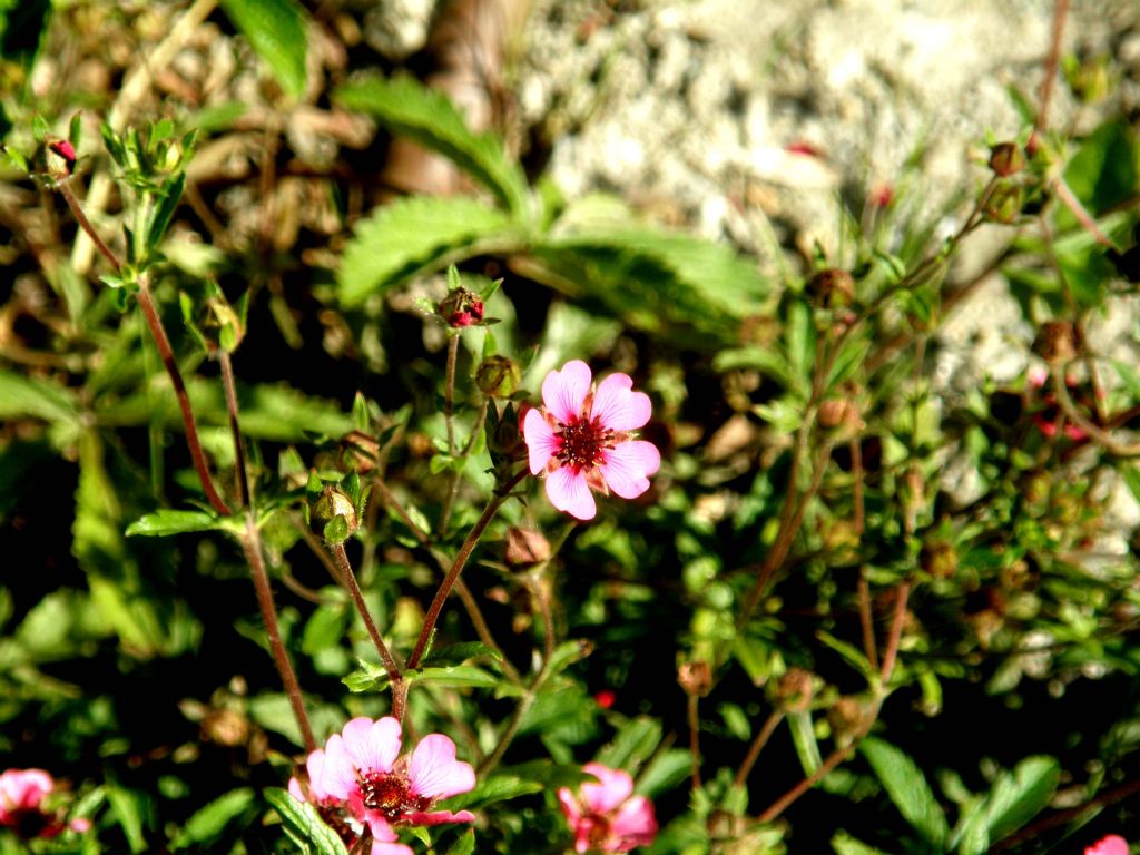 Fiore rosa-violetto a 5 petali - Potentilla cfr. nepalensis