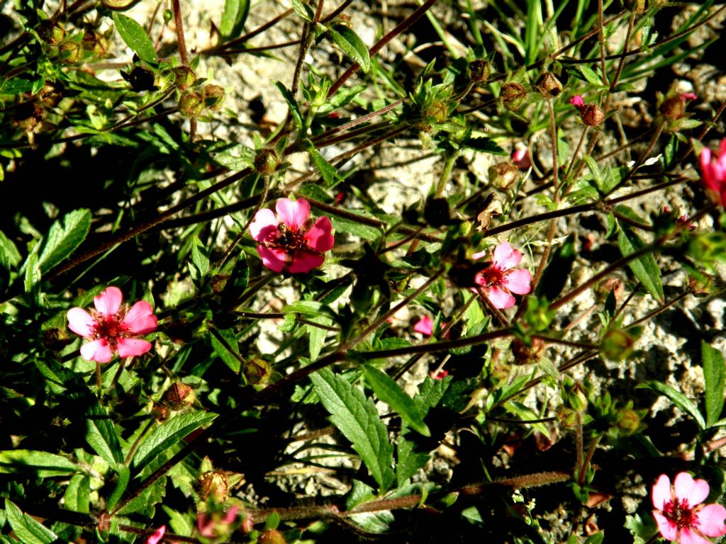 Fiore rosa-violetto a 5 petali - Potentilla cfr. nepalensis