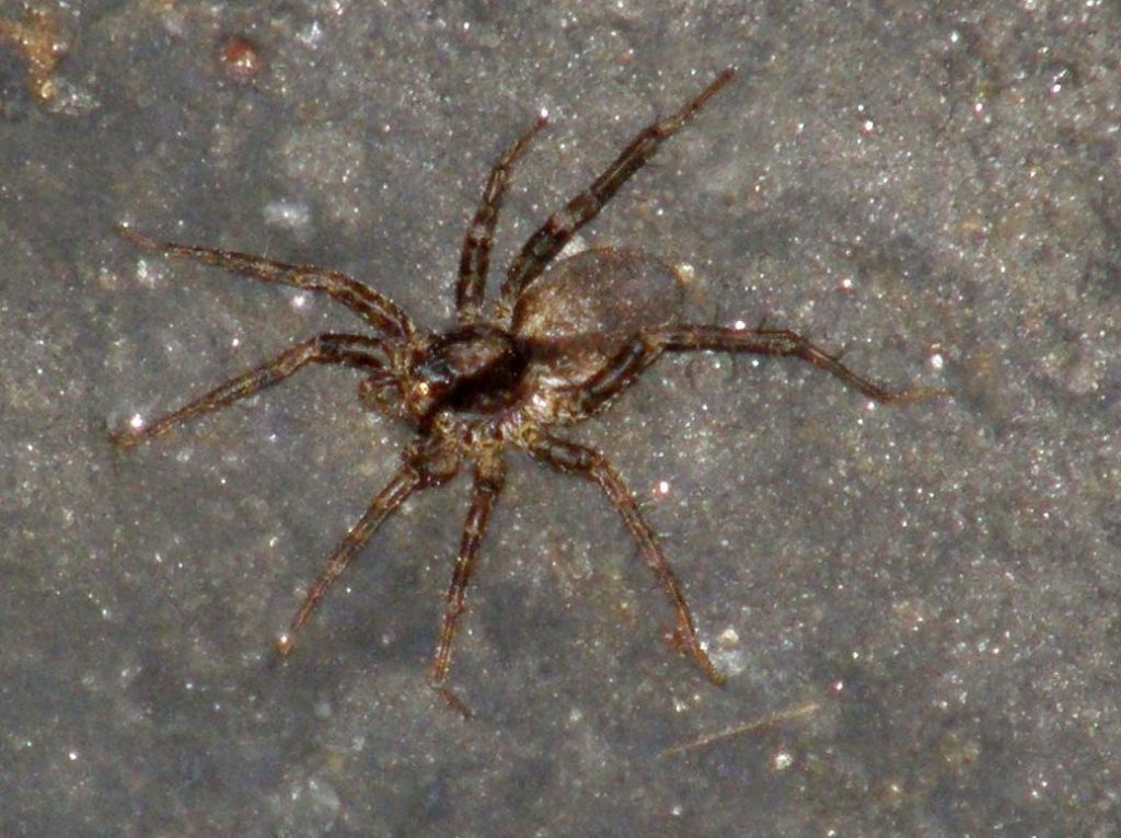 Pardosa sp.