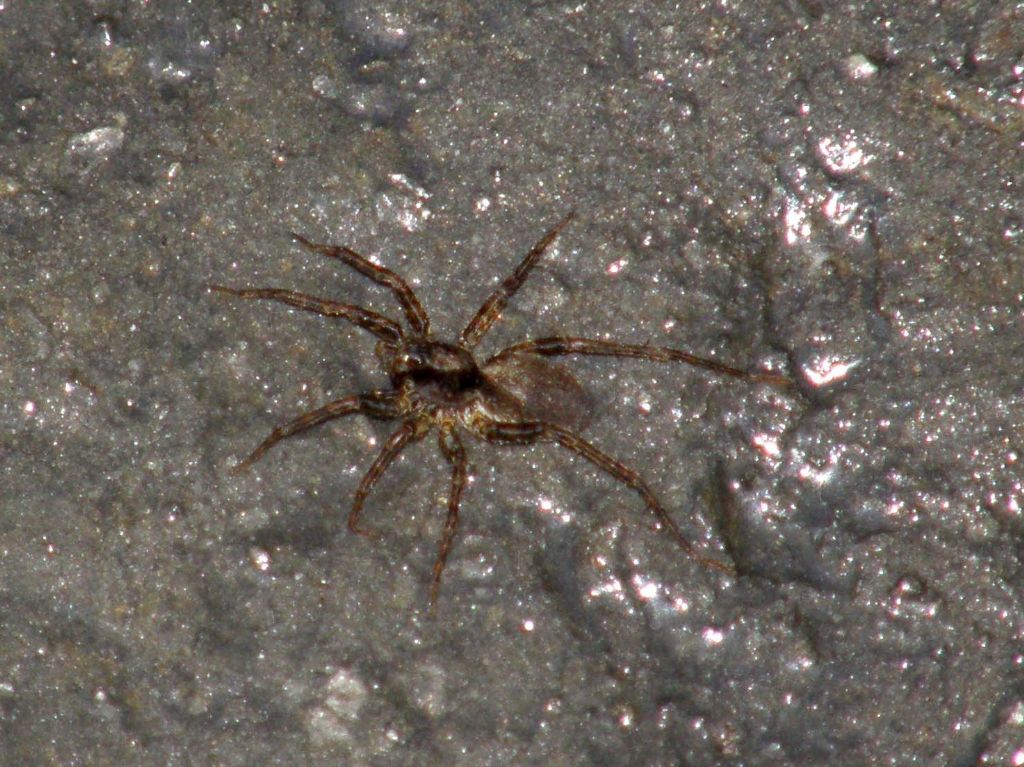 Pardosa sp.