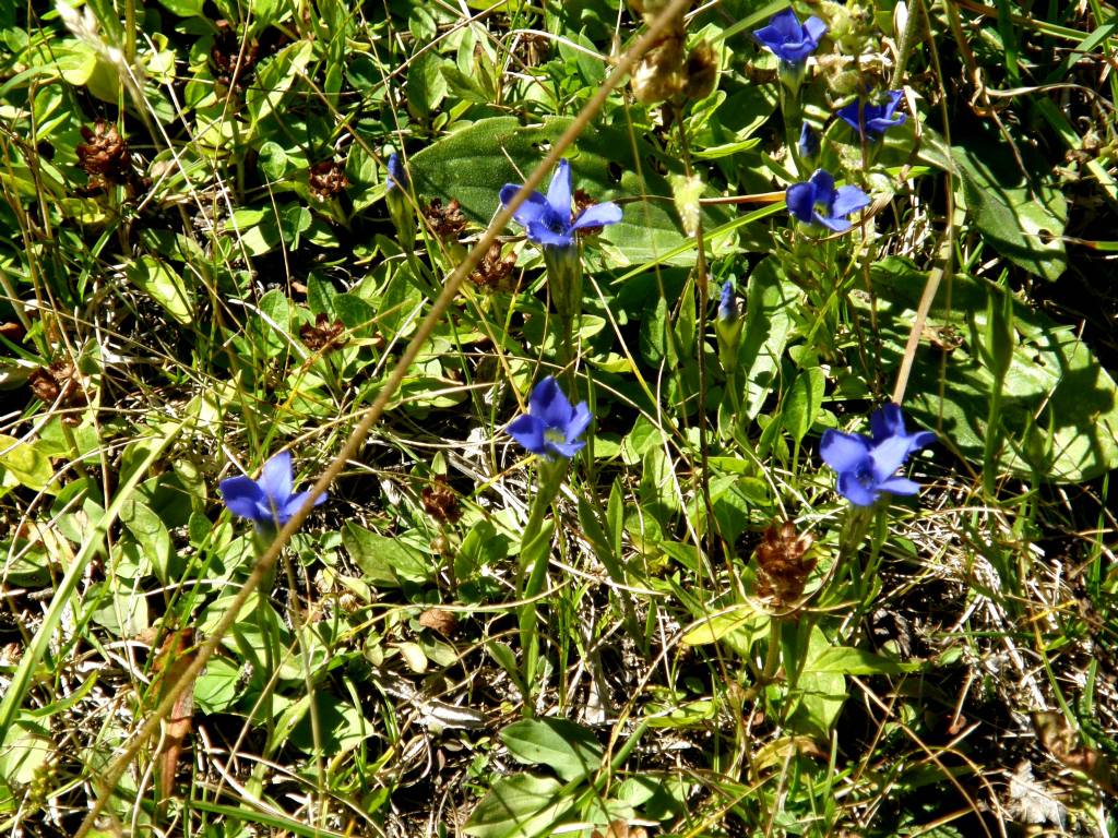 Gentianopsis ciliata