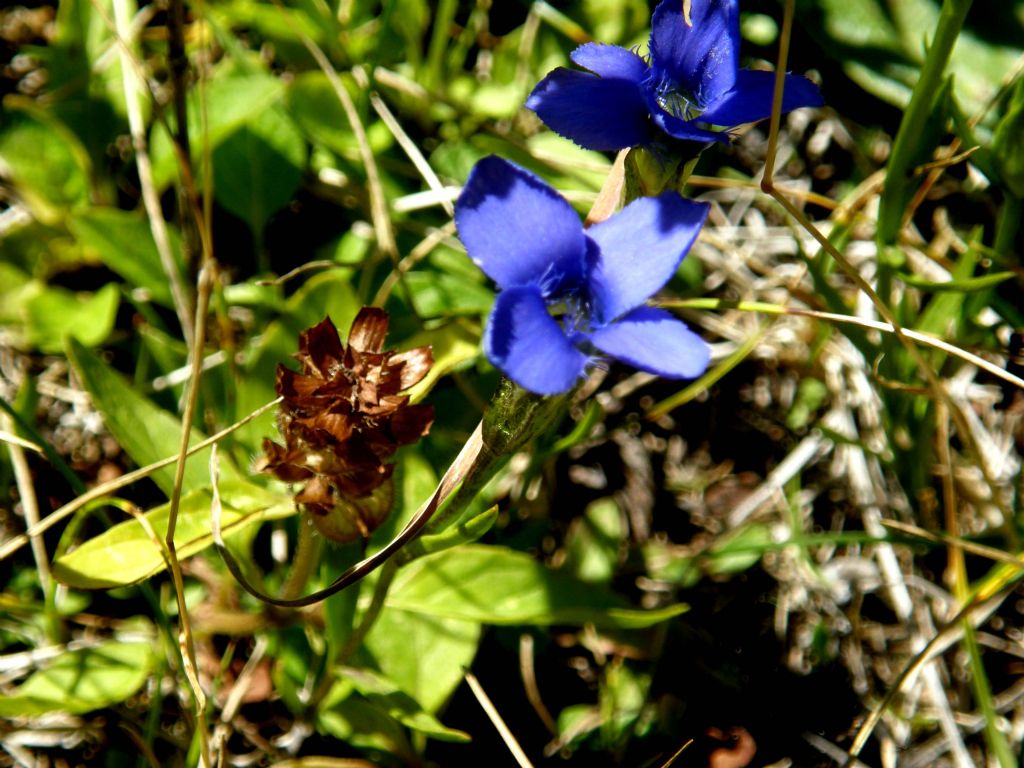 Gentianopsis ciliata