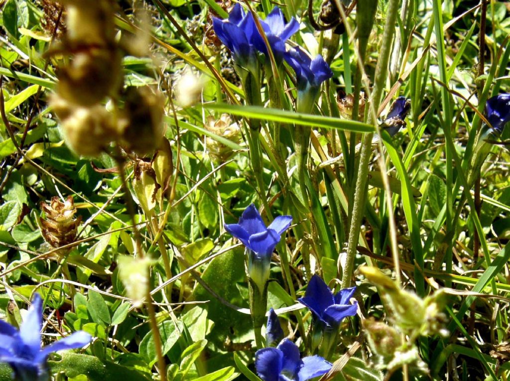 Gentianopsis ciliata