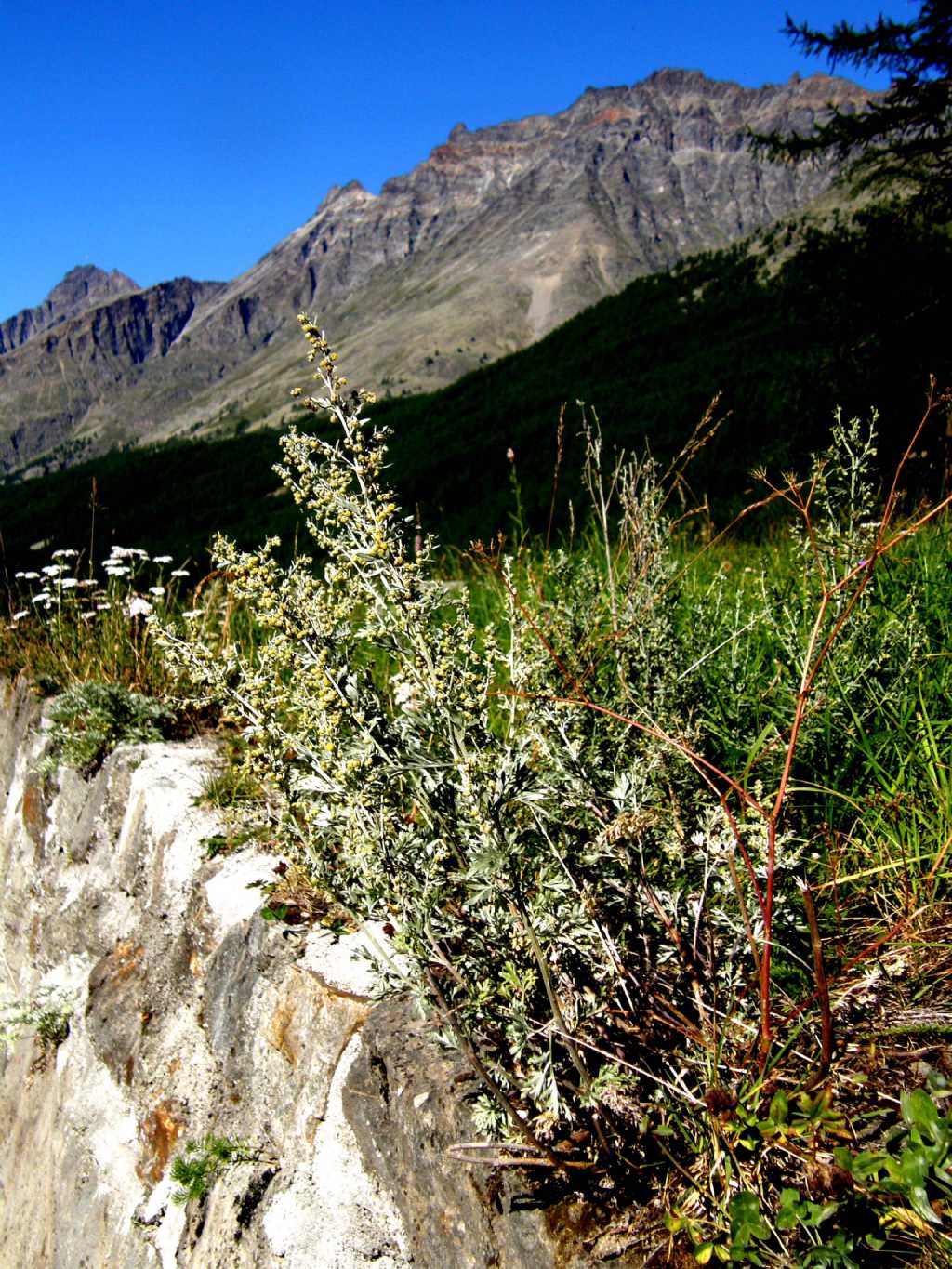 Artemisia cfr. absinthium (Asteraceae)