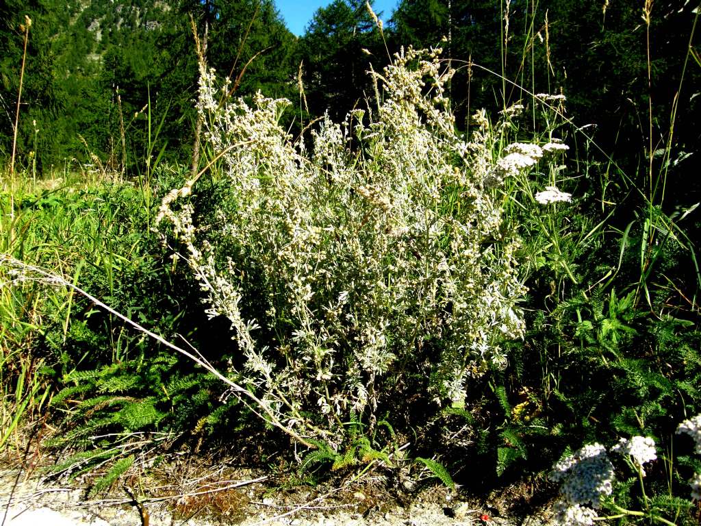 Artemisia cfr. absinthium (Asteraceae)