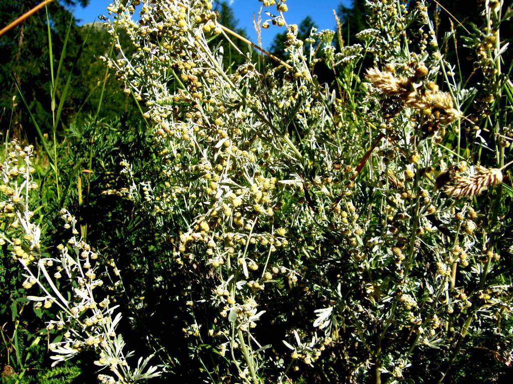 Artemisia cfr. absinthium (Asteraceae)