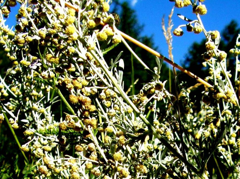 Artemisia cfr. absinthium (Asteraceae)