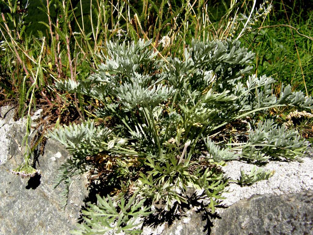 Artemisia cfr. absinthium (Asteraceae)