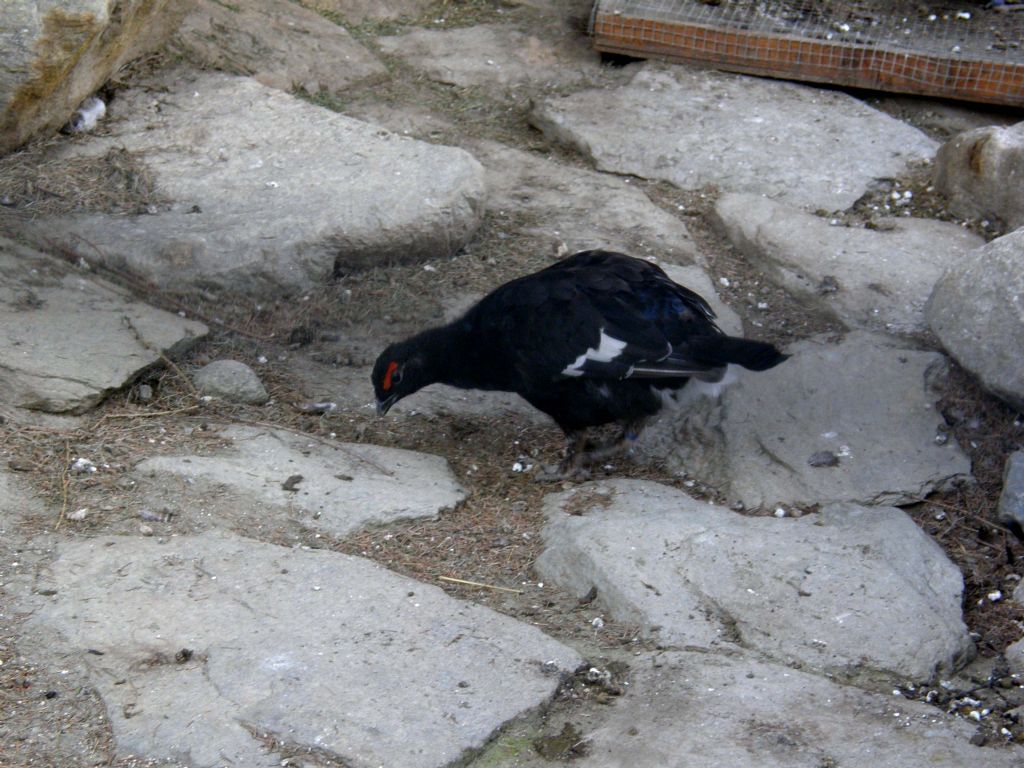 La coda del gallo forcello