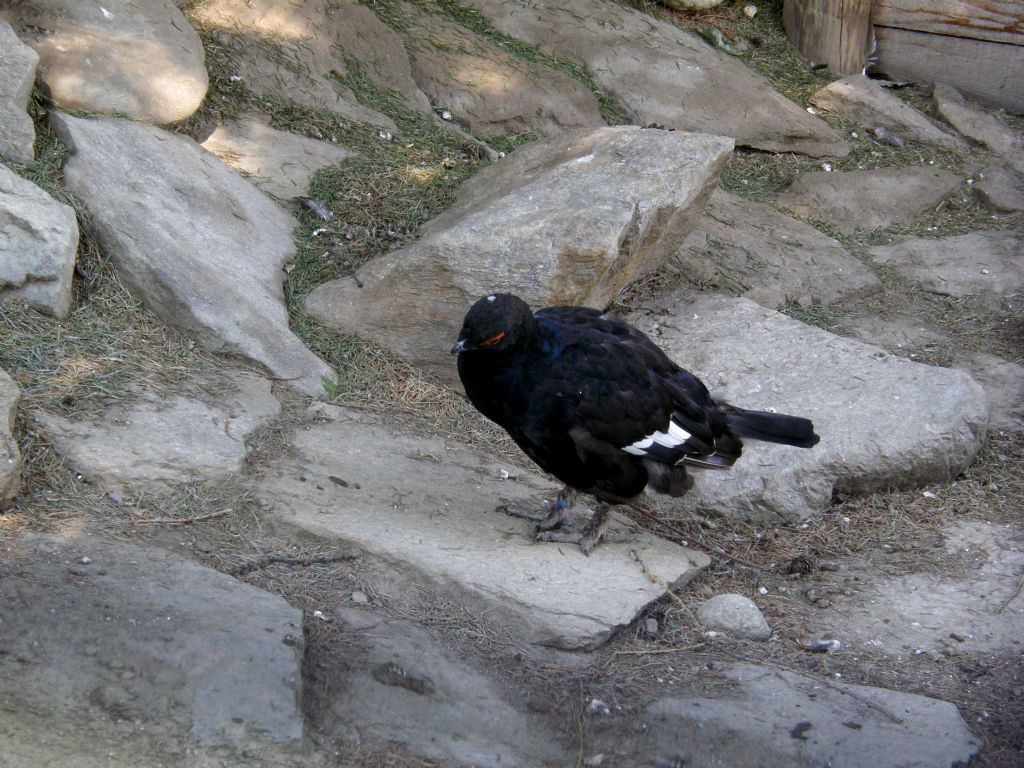 La coda del gallo forcello