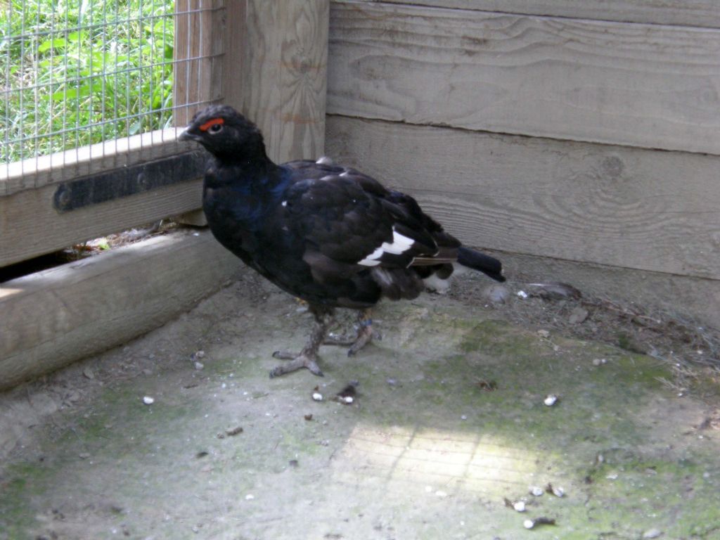 La coda del gallo forcello