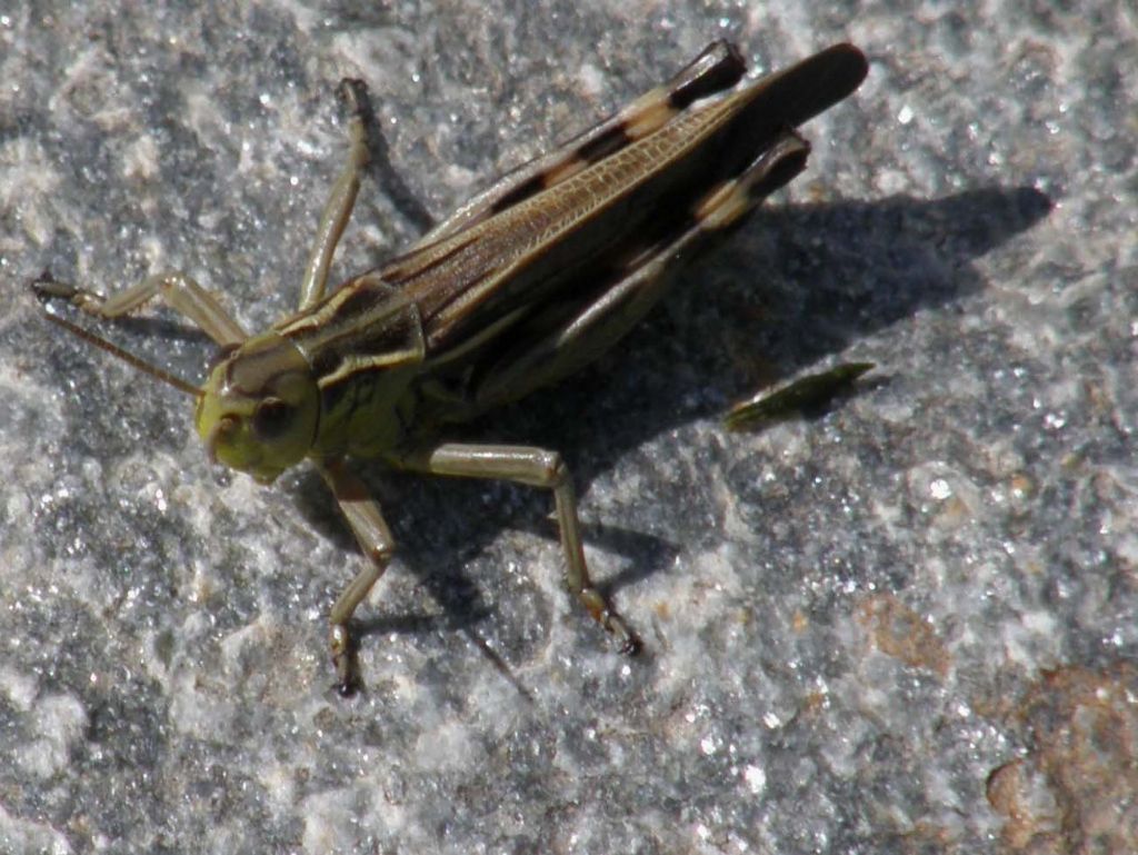 Arcyptera fusca, maschio