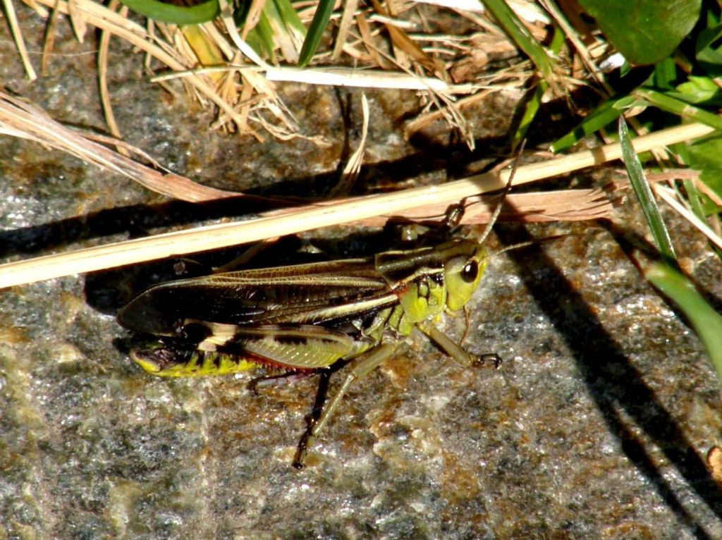 Arcyptera fusca, maschio