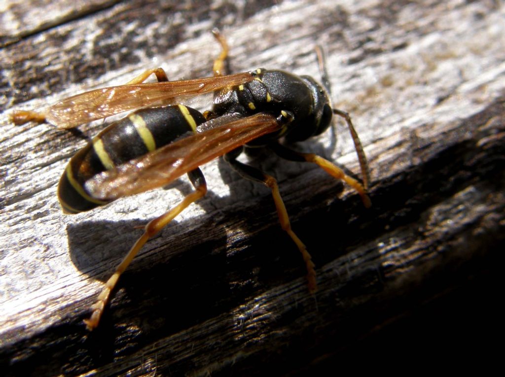 femmina di Polistes biglumis