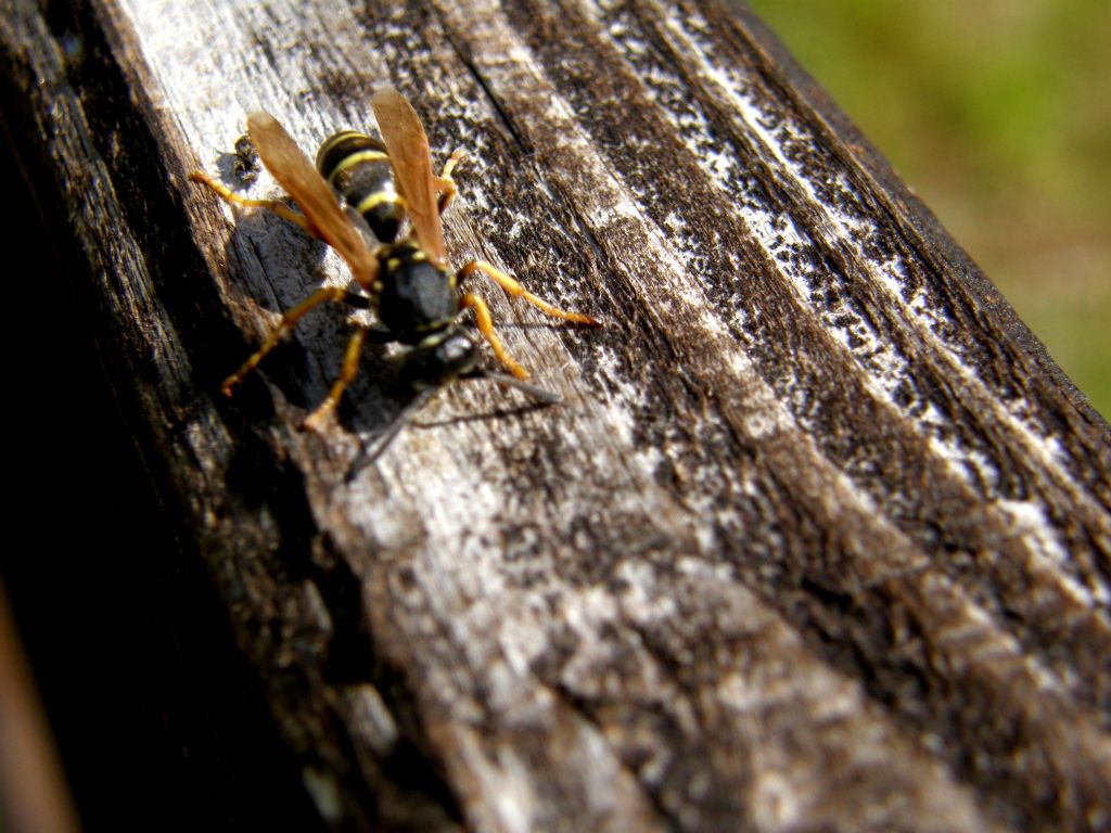 femmina di Polistes biglumis