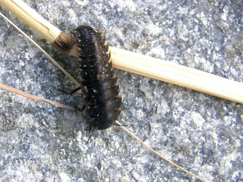 Larva di coleottero silphidae