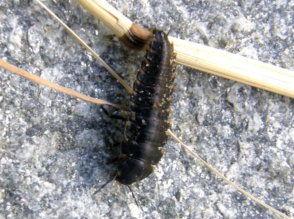 Larva di coleottero silphidae