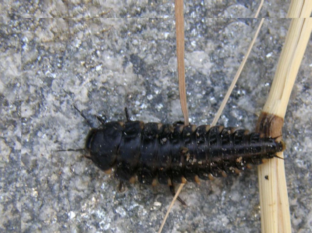 Larva di coleottero silphidae