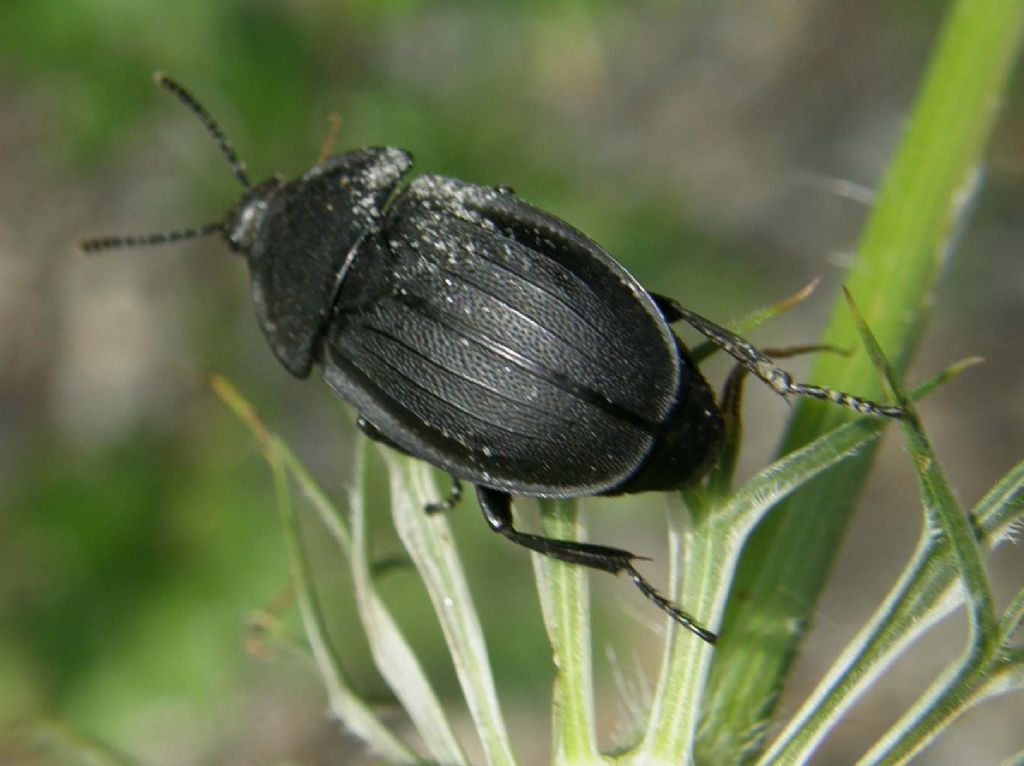 Silphidae da identificare