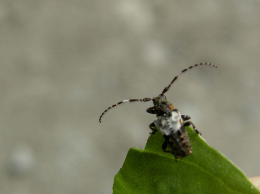 Piccolo cerambicide: Pogonocherus hispidulus