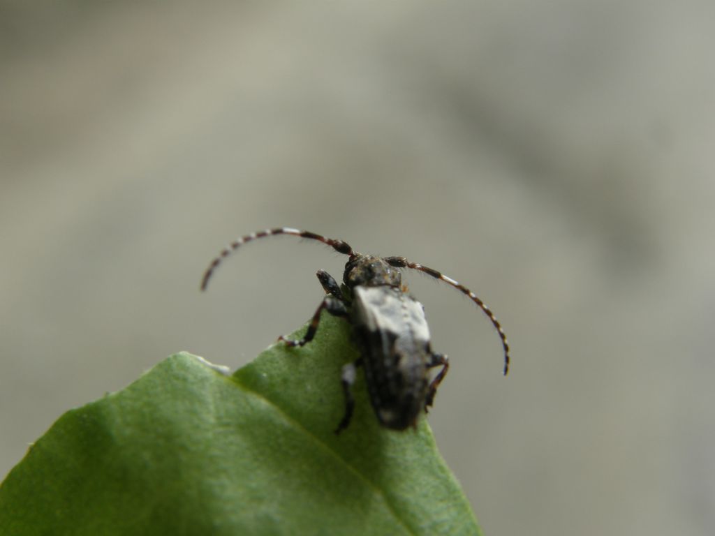 Piccolo cerambicide: Pogonocherus hispidulus