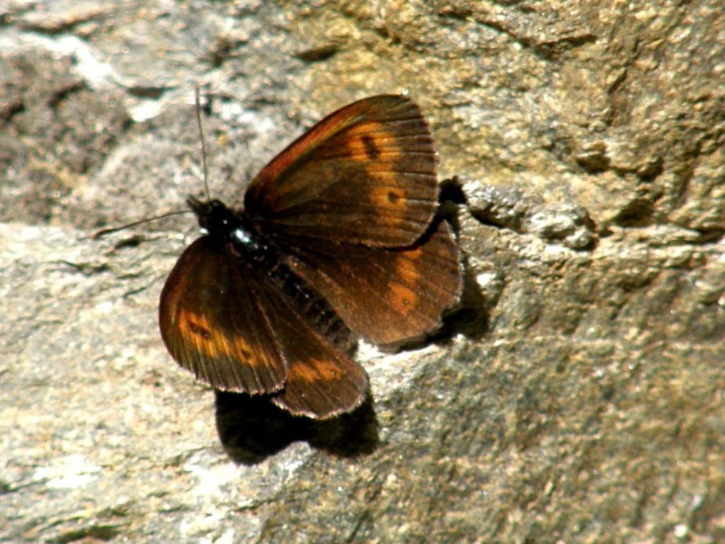 Erebia ligea?