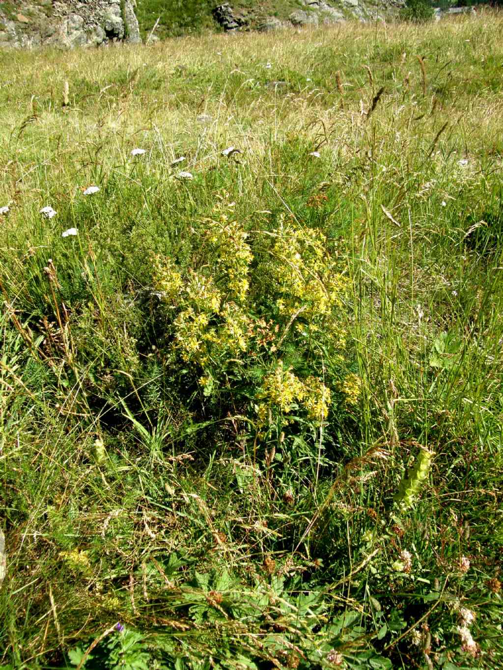 Solidago virgaurea