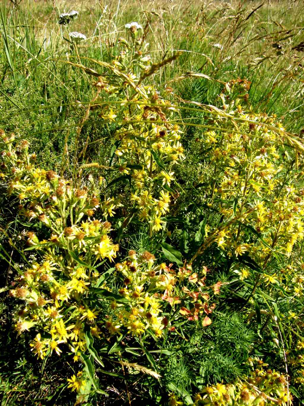 Solidago virgaurea