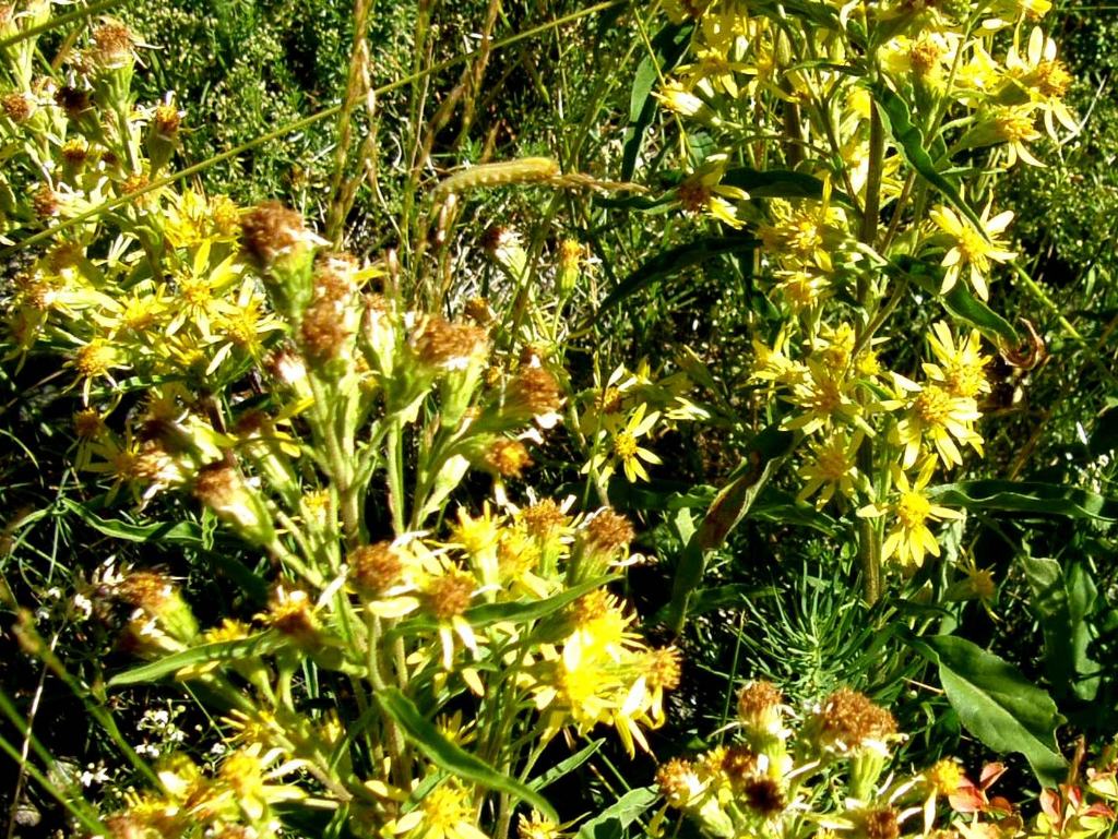 Solidago virgaurea