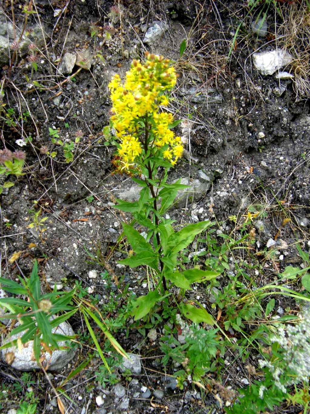 Solidago virgaurea