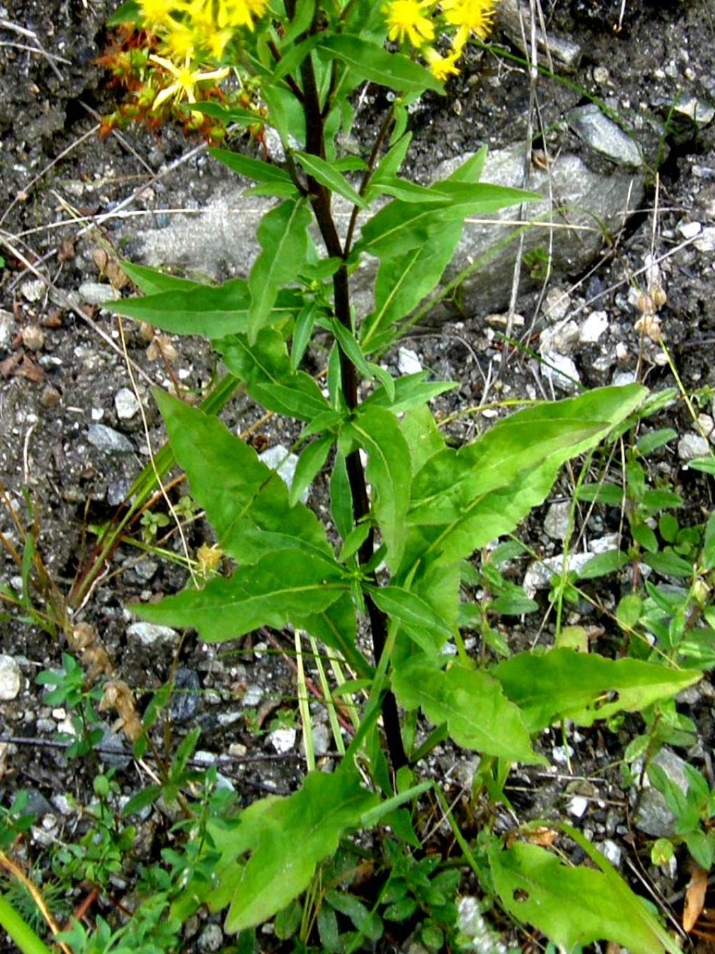 Solidago virgaurea