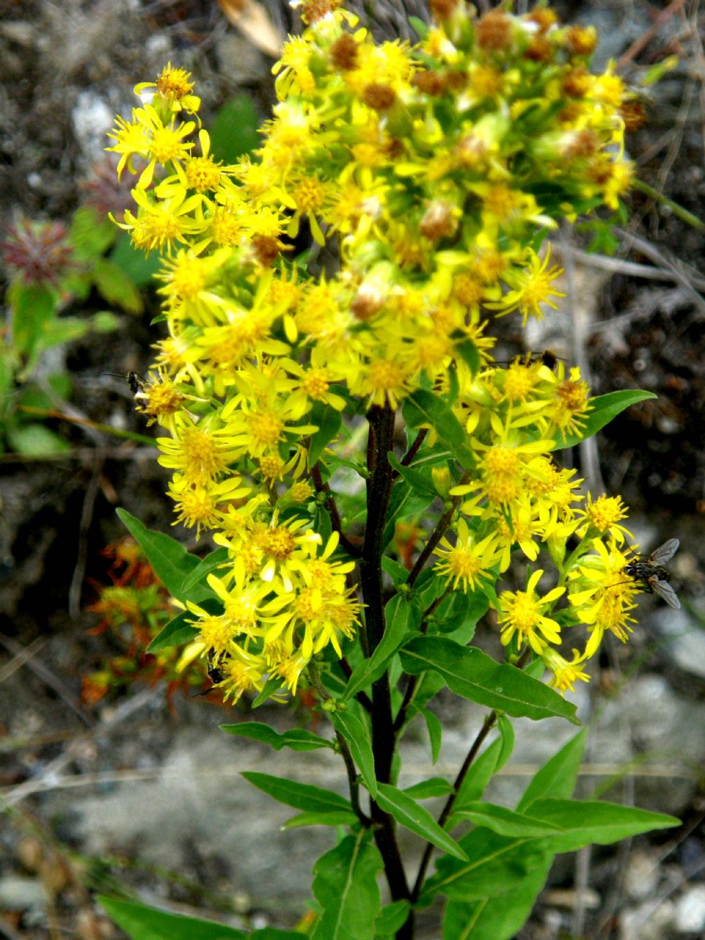 Solidago virgaurea