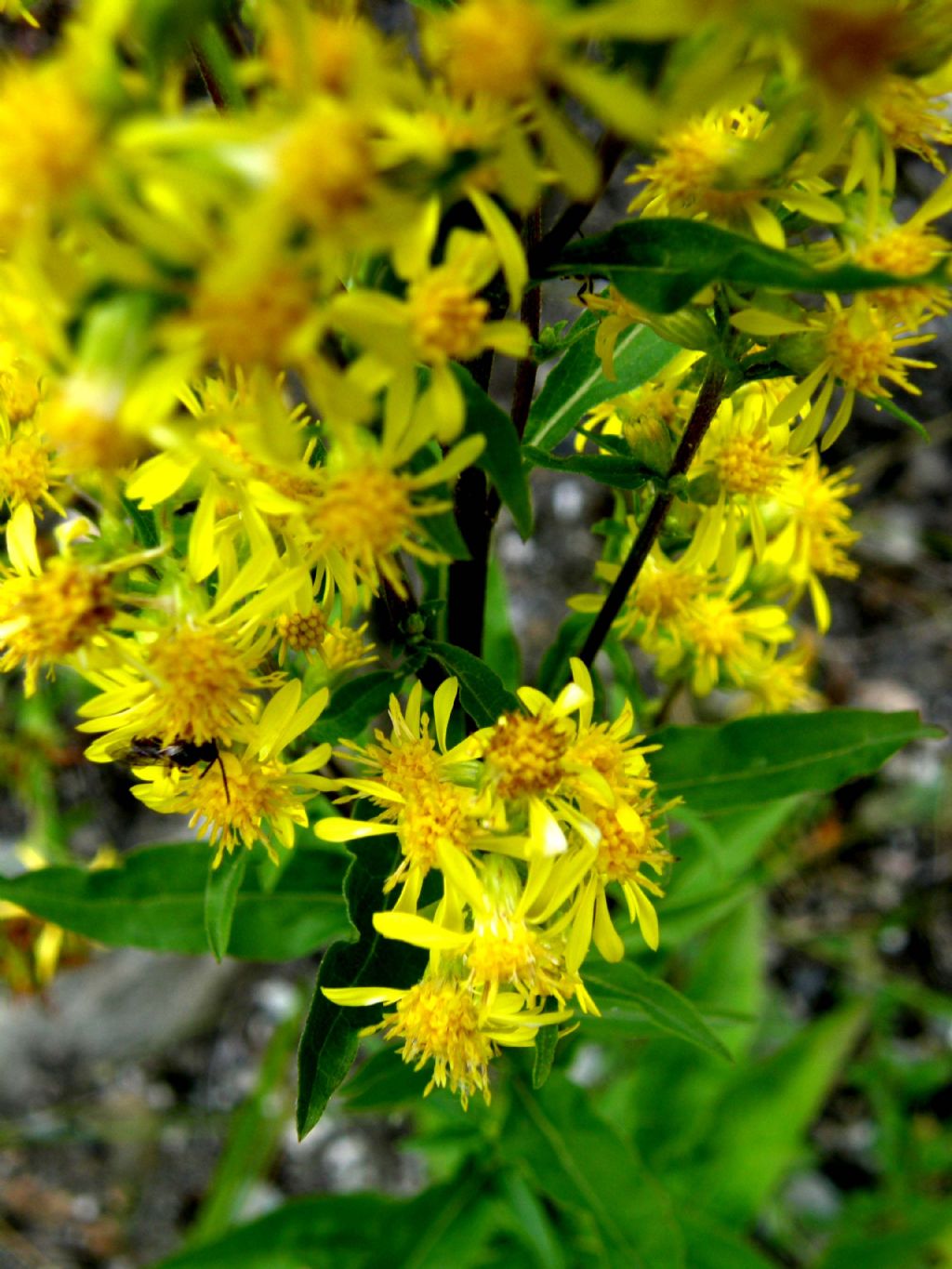 Solidago virgaurea