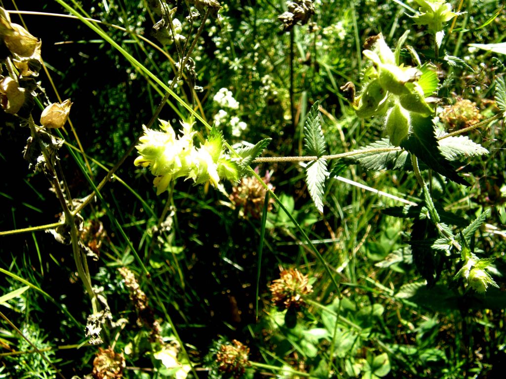 Troppo giallo al sole - Rhinanthus cfr. alectorolophus (Lamiales - Orobanchaceae)